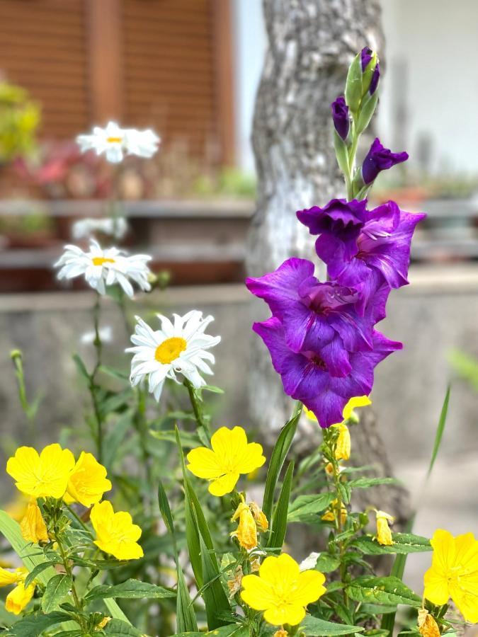 Garden House Μπούντβα Εξωτερικό φωτογραφία